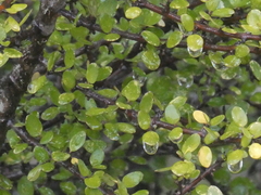Coprosma wallii