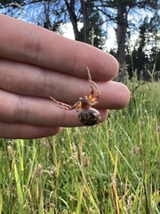 Larinioides patagiatus