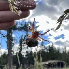 Larinioides patagiatus