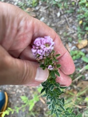 Lespedeza stuevei