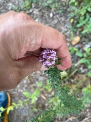 Lespedeza stuevei