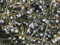 Melicytus flexuosus