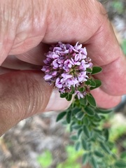 Lespedeza stuevei