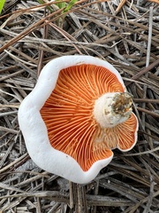 Lactarius salmoneus
