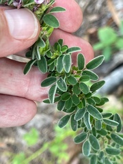 Lespedeza stuevei