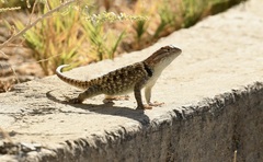 Sceloporus uniformis