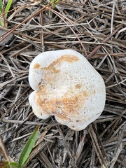 Lactarius salmoneus