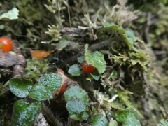 Nertera scapanioides