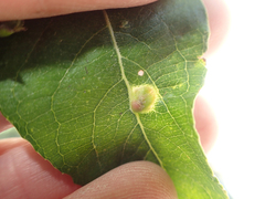 Blaesodiplosis