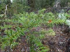 Podocarpus