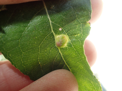Blaesodiplosis