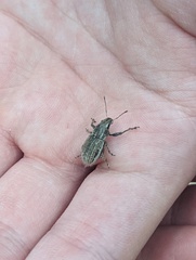 Naupactus leucoloma