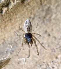 Dictynidae
