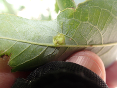 Blaesodiplosis
