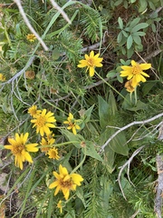 Arnica latifolia