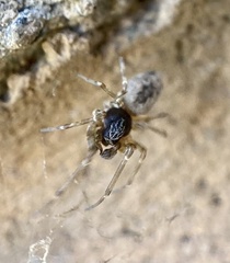 Dictynidae