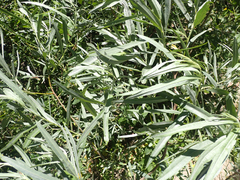 Salix exigua