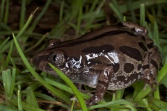 Kassina senegalensis