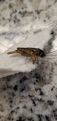 Gryllidea