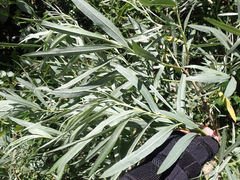 Salix exigua