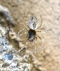 Dictynidae