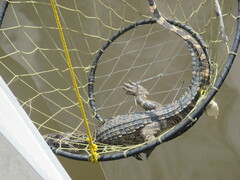 Alligator mississippiensis