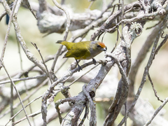 Euphonia xanthogaster