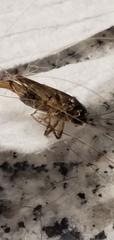 Gryllidea