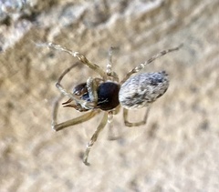 Dictynidae