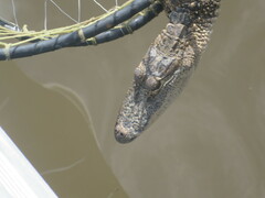 Alligator mississippiensis