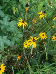 Rudbeckia