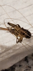 Gryllidea