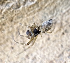 Dictynidae