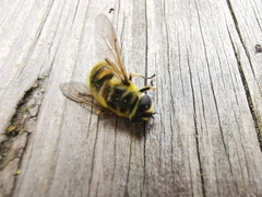 Myathropa florea