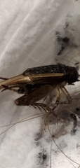 Gryllidea