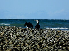 Phalacrocorax varius varius