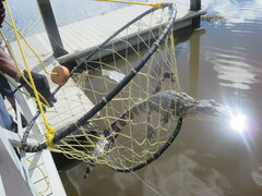 Alligator mississippiensis