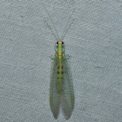 Chrysopa quadripunctata