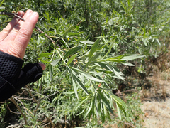 Salix exigua