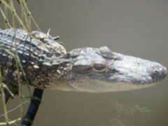 Alligator mississippiensis