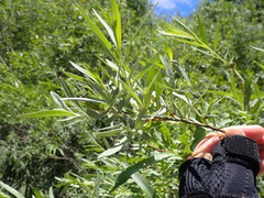 Salix exigua