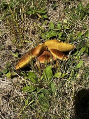 Aureoboletus innixus