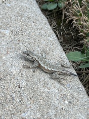 Sceloporus undulatus
