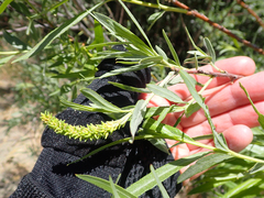 Salix exigua
