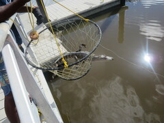 Alligator mississippiensis