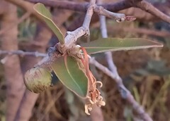 Hancornia speciosa