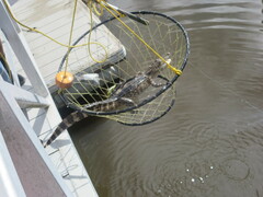 Alligator mississippiensis