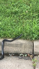 Pantherophis alleghaniensis