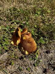 Aureoboletus innixus