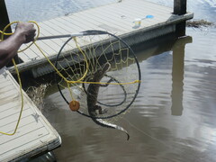 Alligator mississippiensis